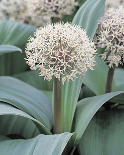 Allium karataviense.jpg